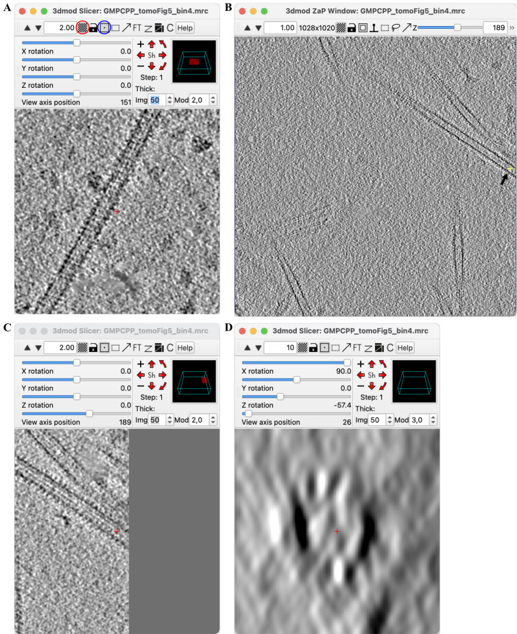 Characterization of Microtubule Lattice Heterogeneity by Segmented Subtomogram Averaging.