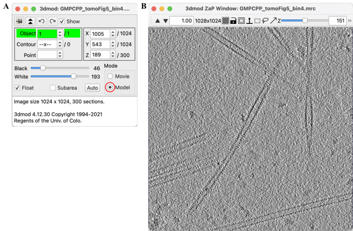 Characterization of Microtubule Lattice Heterogeneity by Segmented Subtomogram Averaging.