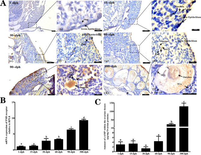 The effects of endogenous FSH and its receptor on oogenesis and folliculogenesis in female Alligator sinensis.