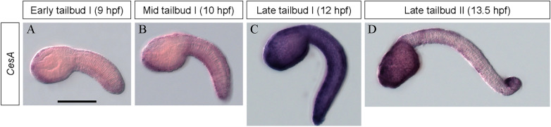 Expression and possible functions of a horizontally transferred glycosyl hydrolase gene, GH6-1, in Ciona embryogenesis.