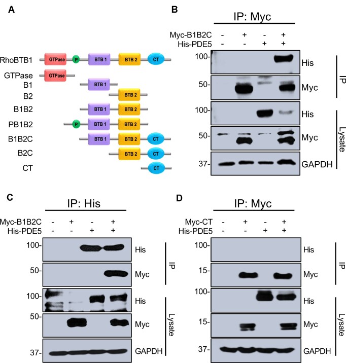 Structure and Function of RhoBTB1 Required for Substrate Specificity and Cullin-3 Ubiquitination.