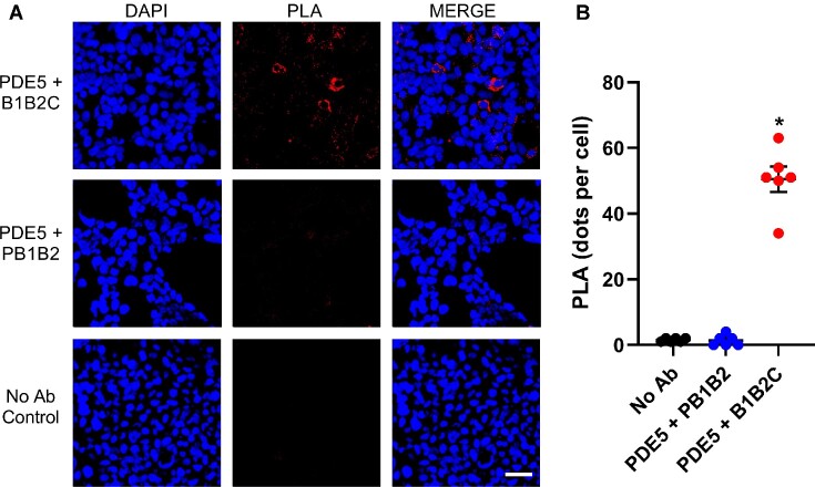 Structure and Function of RhoBTB1 Required for Substrate Specificity and Cullin-3 Ubiquitination.