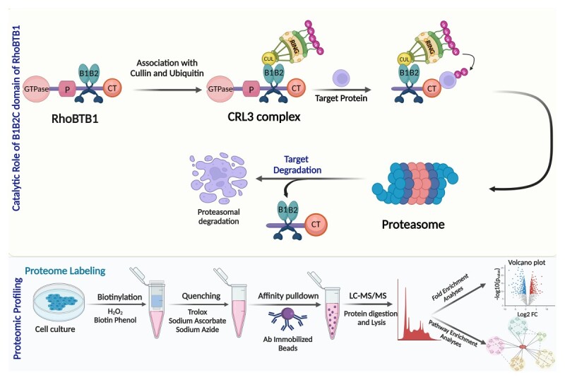 Structure and Function of RhoBTB1 Required for Substrate Specificity and Cullin-3 Ubiquitination.