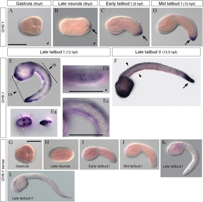 Expression and possible functions of a horizontally transferred glycosyl hydrolase gene, GH6-1, in Ciona embryogenesis.