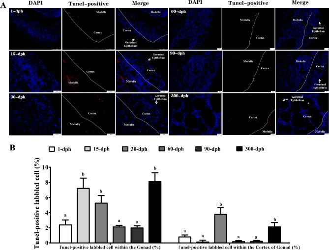 The effects of endogenous FSH and its receptor on oogenesis and folliculogenesis in female Alligator sinensis.