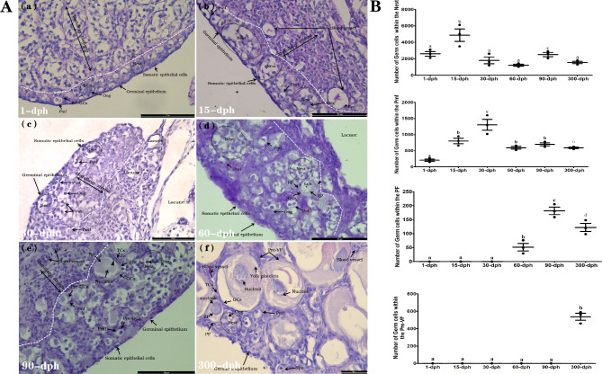 The effects of endogenous FSH and its receptor on oogenesis and folliculogenesis in female Alligator sinensis.