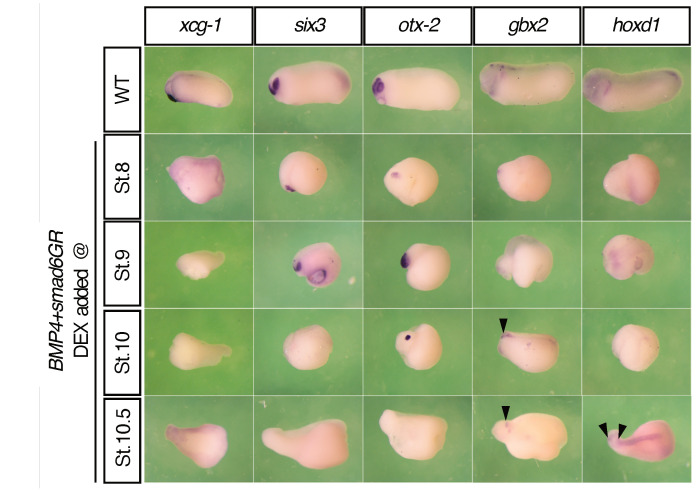 Patterning of the Vertebrate Head in Time and Space by BMP Signaling.