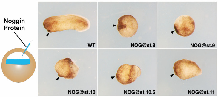 Patterning of the Vertebrate Head in Time and Space by BMP Signaling.