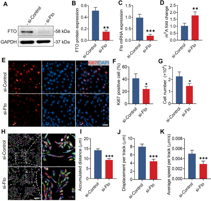 FTO-dependent m<sup>6</sup>A regulates muscle fiber remodeling in an NFATC1-YTHDF2 dependent manner.