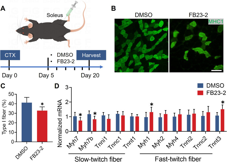 FTO-dependent m<sup>6</sup>A regulates muscle fiber remodeling in an NFATC1-YTHDF2 dependent manner.