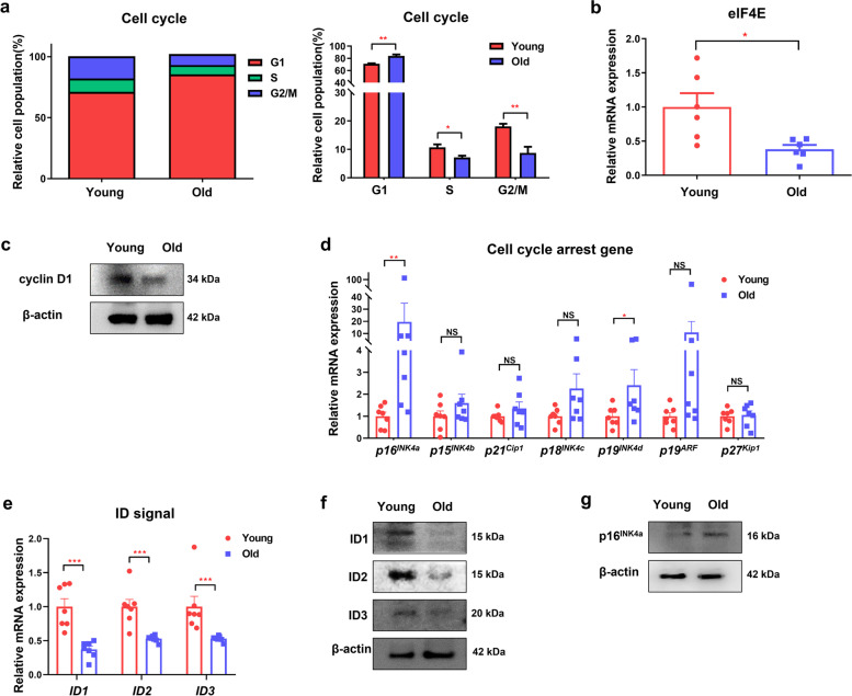 Effect of aging on the formation and growth of colonic epithelial organoids by changes in cell cycle arrest through TGF-β-Smad3 signaling.