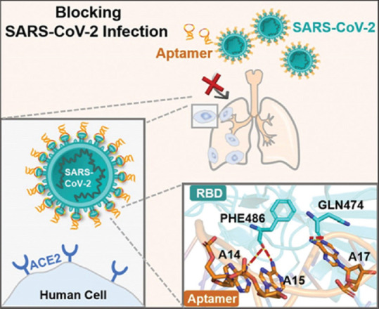 Preventive treatment of coronavirus disease-2019 virus using coronavirus disease-2019-receptor-binding domain 1C aptamer by suppress the expression of angiotensin-converting enzyme 2 receptor.