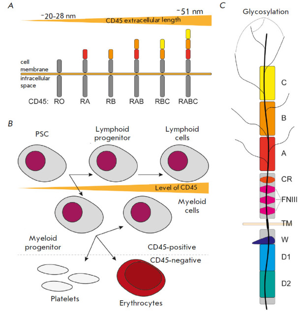 Protein Tyrosine Phosphatase CD45 As an Immunity Regulator and a Potential Effector of CAR-T therapy.