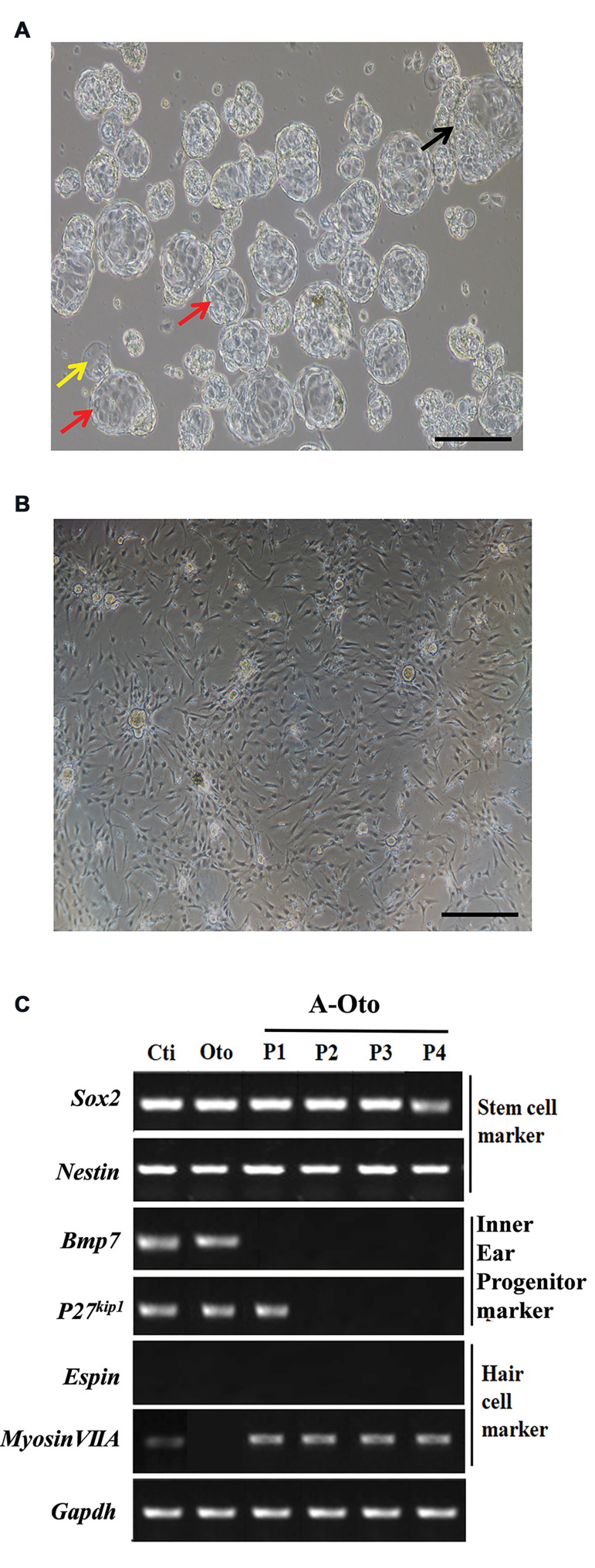 Mouse Embryonic Fibroblasts-Derived Extracellular Matrix Facilitates Expansion of Inner Ear-Derived Cells.