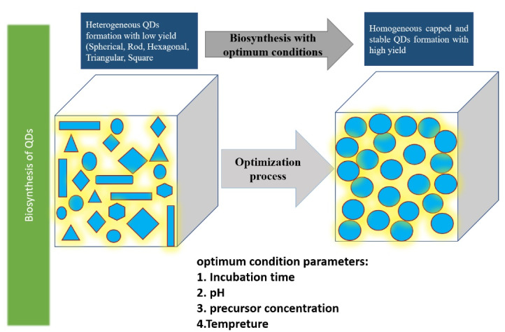 Biosynthesis of Quantum Dots and Their Therapeutic Applications in the Diagnosis and Treatment of Cancer and SARS-CoV-2.