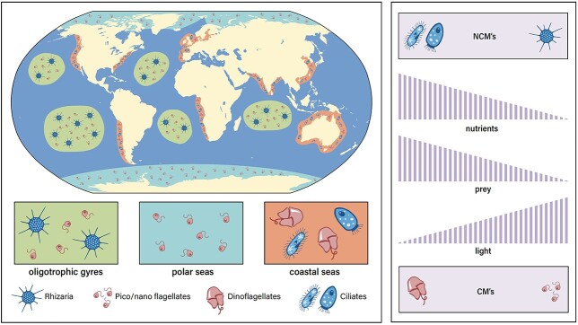 Mixoplankton and mixotrophy: future research priorities.