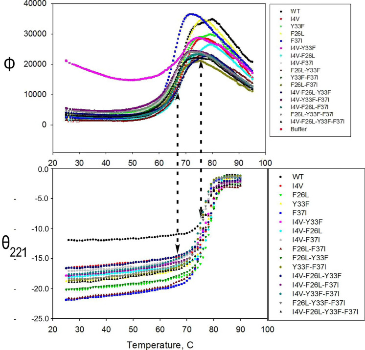 High-throughput thermal denaturation of tryptophanyl-tRNA synthetase combinatorial mutants reveals high-order energetic coupling determinants of conformational stability.