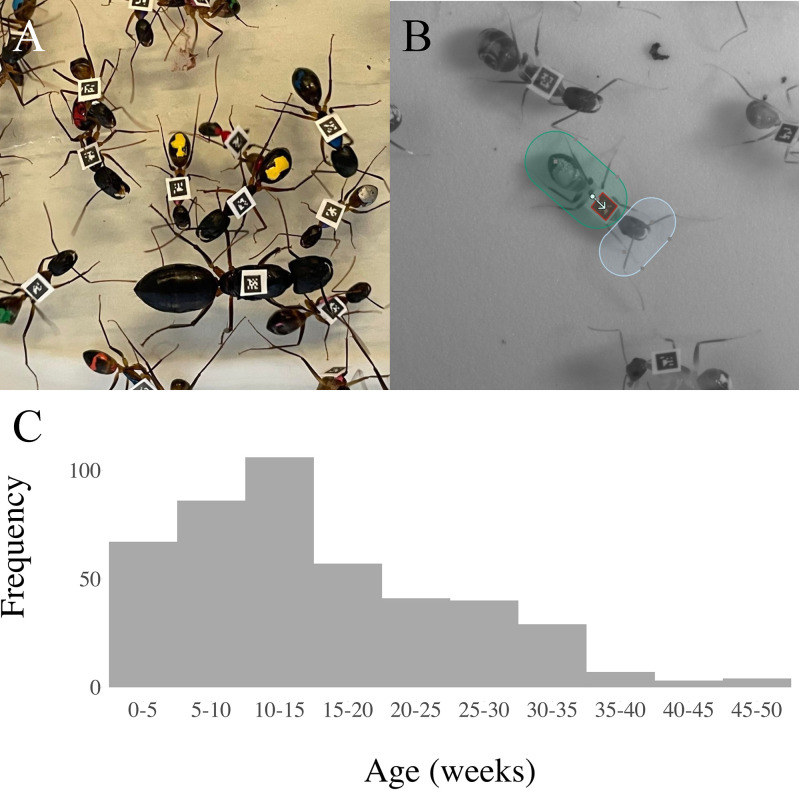 Social network position is a major predictor of ant behavior, microbiota composition, and brain gene expression.