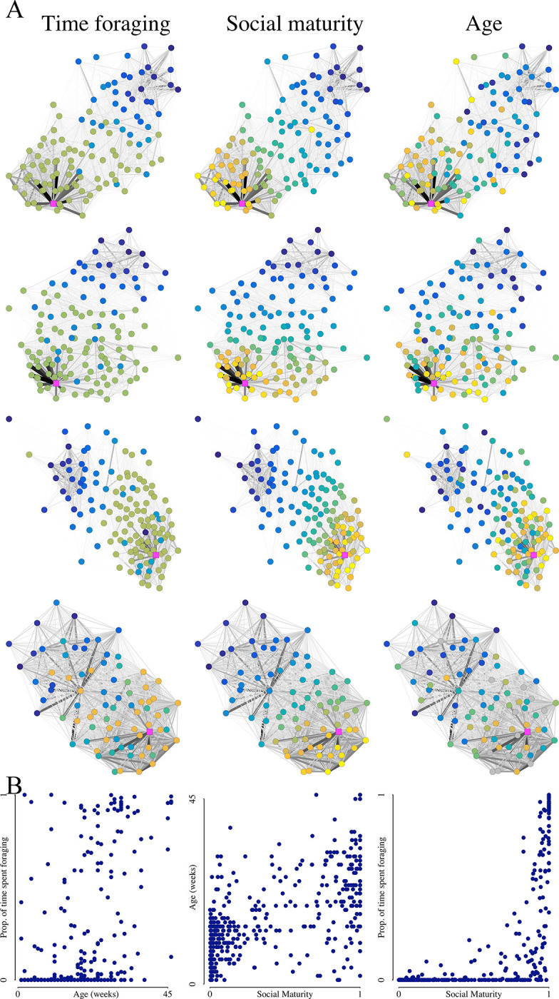 Social network position is a major predictor of ant behavior, microbiota composition, and brain gene expression.