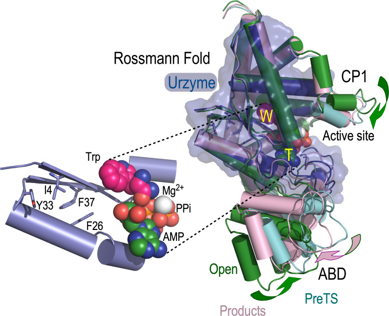 High-throughput thermal denaturation of tryptophanyl-tRNA synthetase combinatorial mutants reveals high-order energetic coupling determinants of conformational stability.