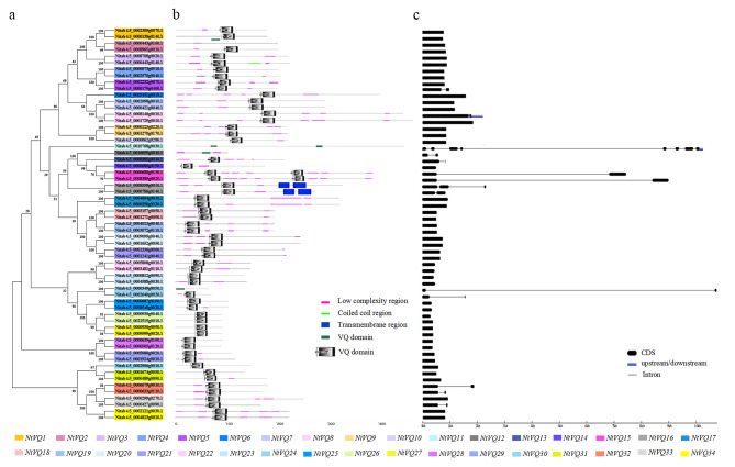 Characterization and the comprehensive expression analysis of tobacco valine-glutamine genes in response to trichomes development and stress tolerance.