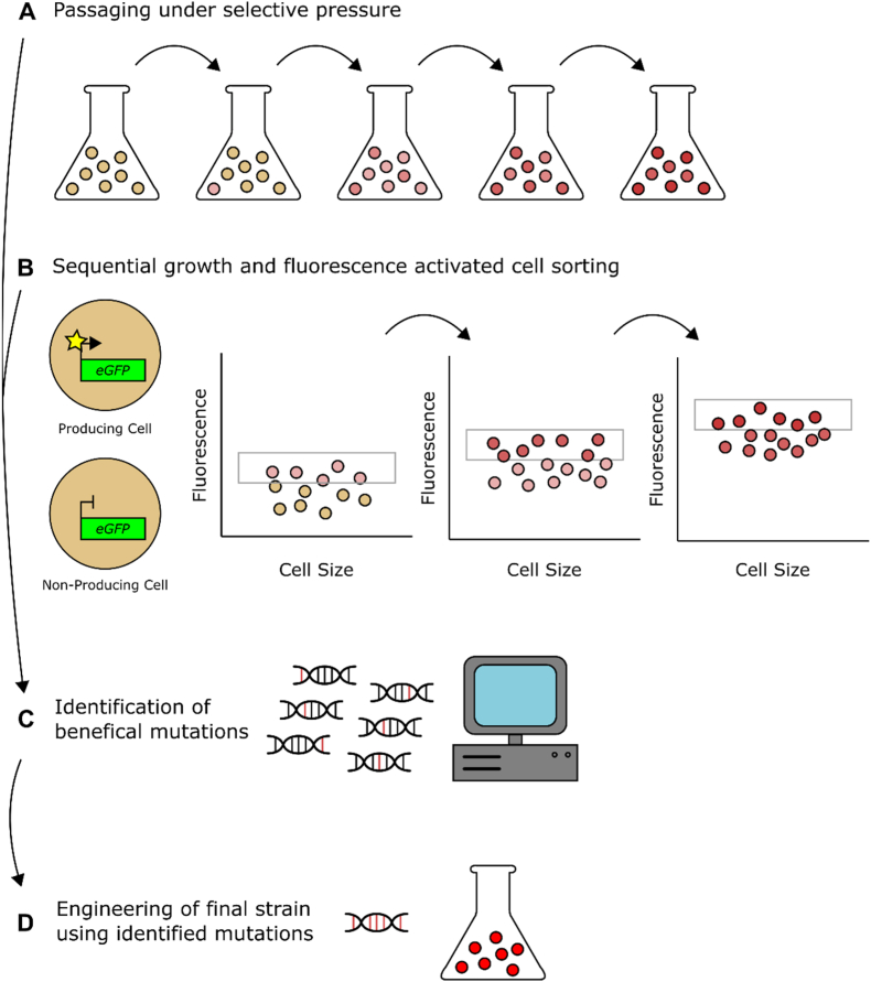 Have you tried turning it off and on again? Oscillating selection to enhance fitness-landscape traversal in adaptive laboratory evolution experiments