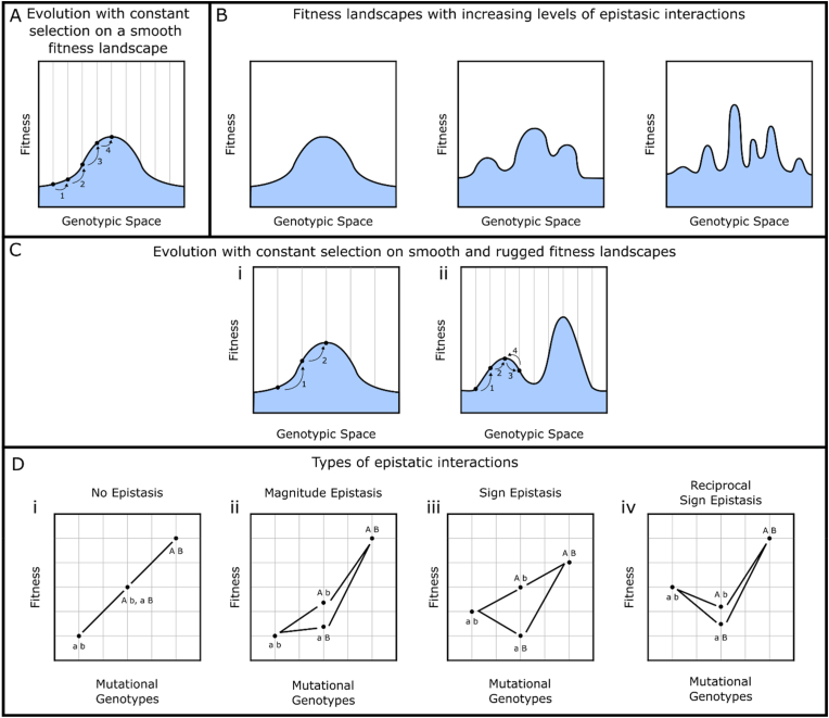 Have you tried turning it off and on again? Oscillating selection to enhance fitness-landscape traversal in adaptive laboratory evolution experiments