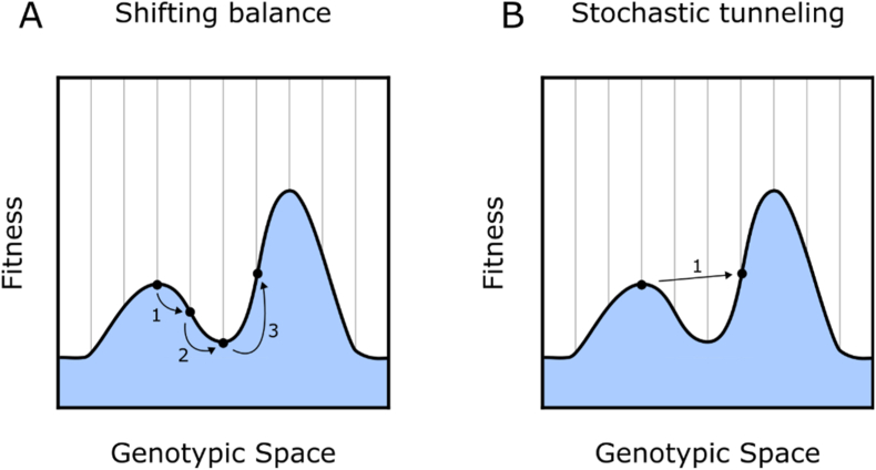 Have you tried turning it off and on again? Oscillating selection to enhance fitness-landscape traversal in adaptive laboratory evolution experiments