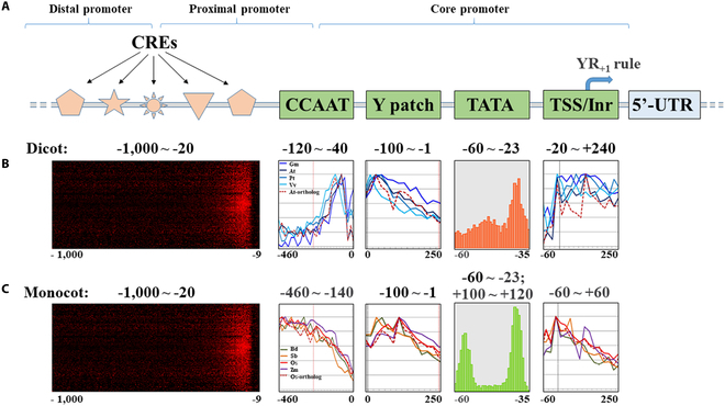 Plant Promoters and Terminators for High-Precision Bioengineering.