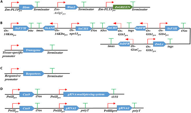 Plant Promoters and Terminators for High-Precision Bioengineering.