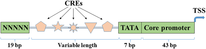 Plant Promoters and Terminators for High-Precision Bioengineering.