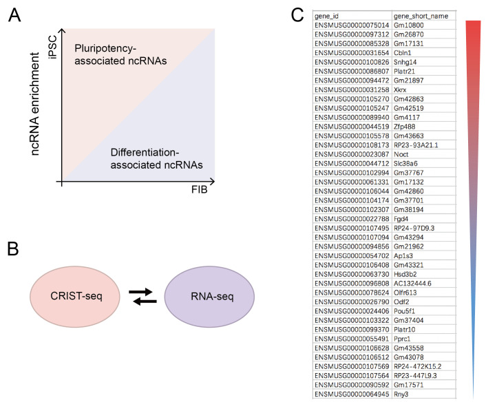 Chromatin-RNA in situ Reverse Transcription Sequencing (CRIST-seq) Approach to Profile the Non-coding RNA Interaction Network.