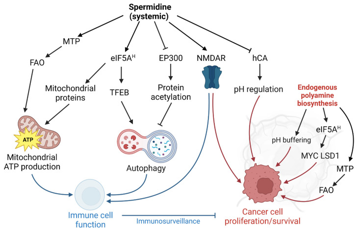 Molecular targets of spermidine: implications for cancer suppression.