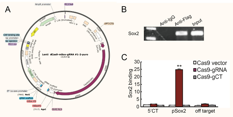 Chromatin-RNA in situ Reverse Transcription Sequencing (CRIST-seq) Approach to Profile the Non-coding RNA Interaction Network.