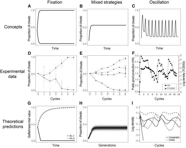 Equilibria and oscillations in cheat-cooperator dynamics.