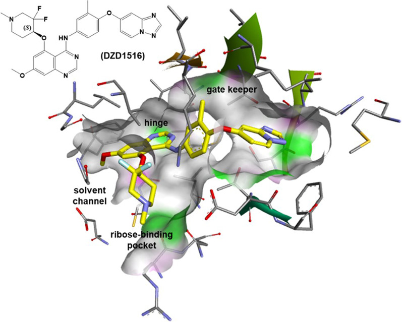 Preclinical and clinical activity of DZD1516, a full blood-brain barrier-penetrant, highly selective HER2 inhibitor.