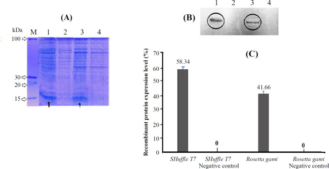 Engineering a CEACAM1 Variant with the Increased Binding Affinity to TIM-3 Receptor