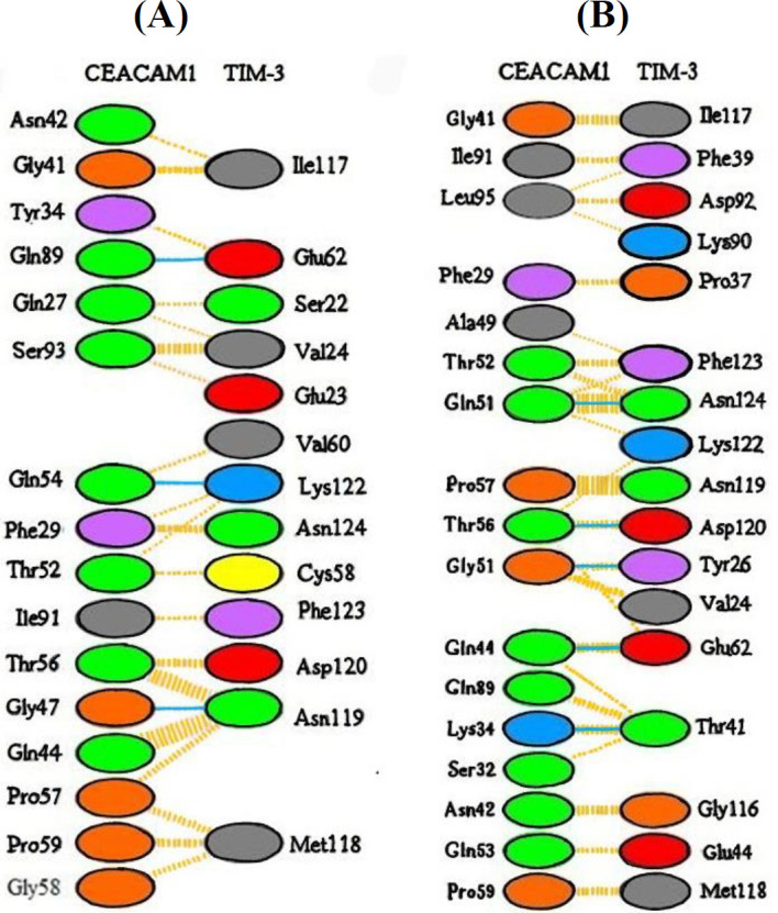 Engineering a CEACAM1 Variant with the Increased Binding Affinity to TIM-3 Receptor