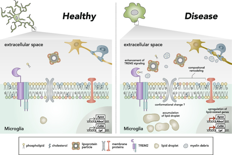 Lipid in microglial biology - from material to mediator.