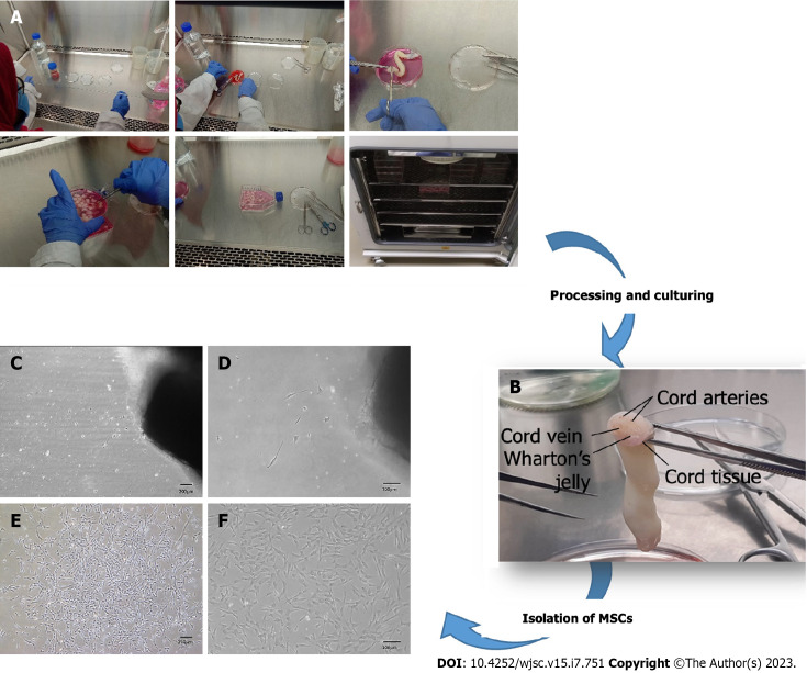 Zinc enhances the cell adhesion, migration, and self-renewal potential of human umbilical cord derived mesenchymal stem cells.