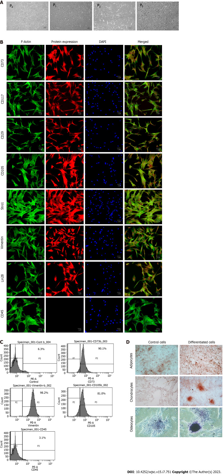 Zinc enhances the cell adhesion, migration, and self-renewal potential of human umbilical cord derived mesenchymal stem cells.