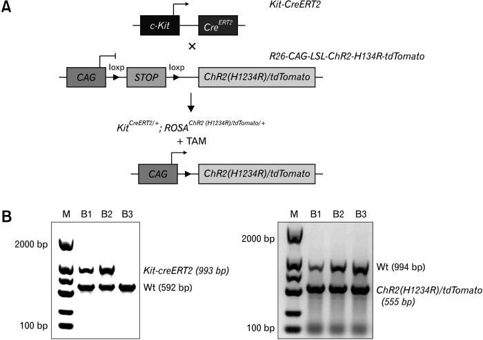 An Optogenetics-based Approach to Regulate Colonic Contractions by Modulating the Activity of the Interstitial Cells of Cajal in Mice.