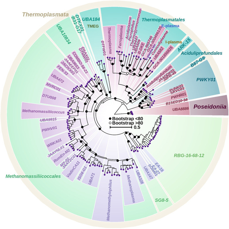 Evolutionary patterns of archaea predominant in acidic environment.