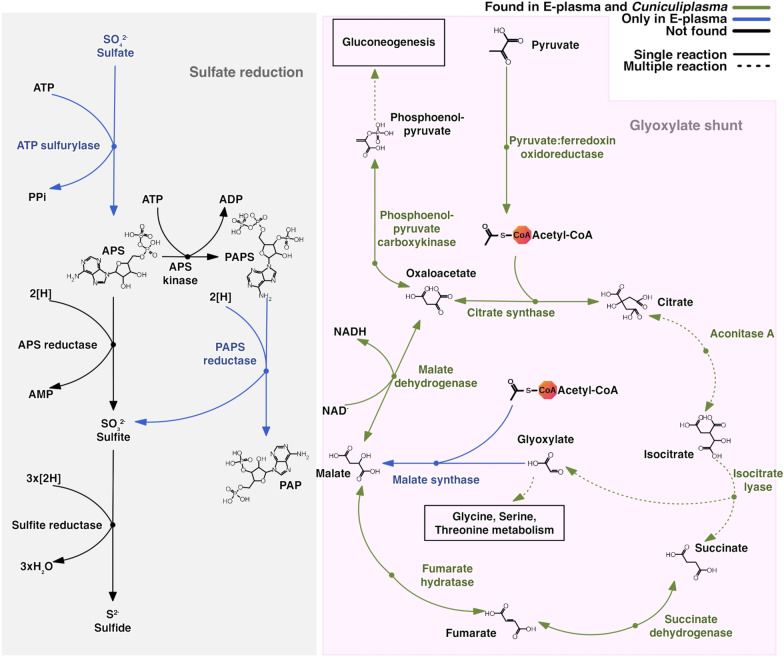 Evolutionary patterns of archaea predominant in acidic environment.