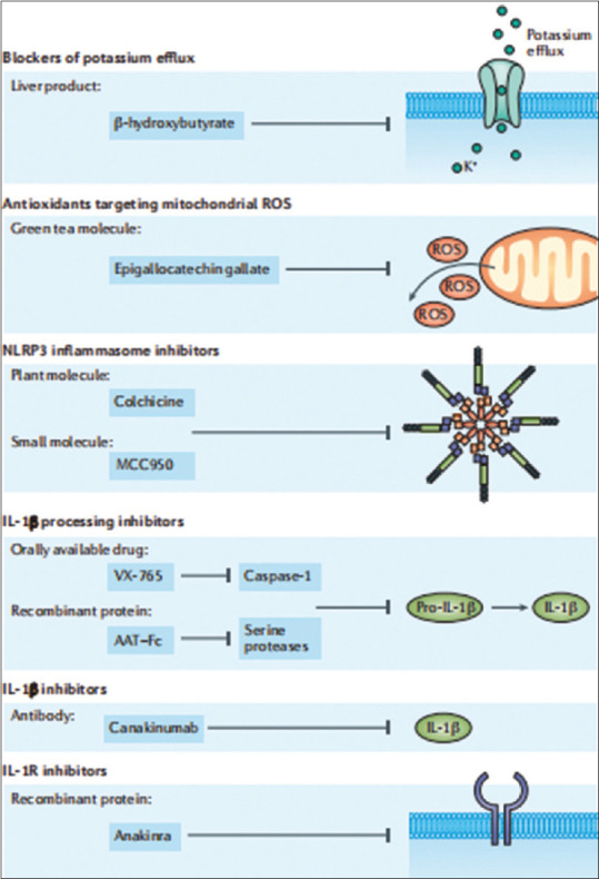 The inflammation process of gout arthritis and its treatment.