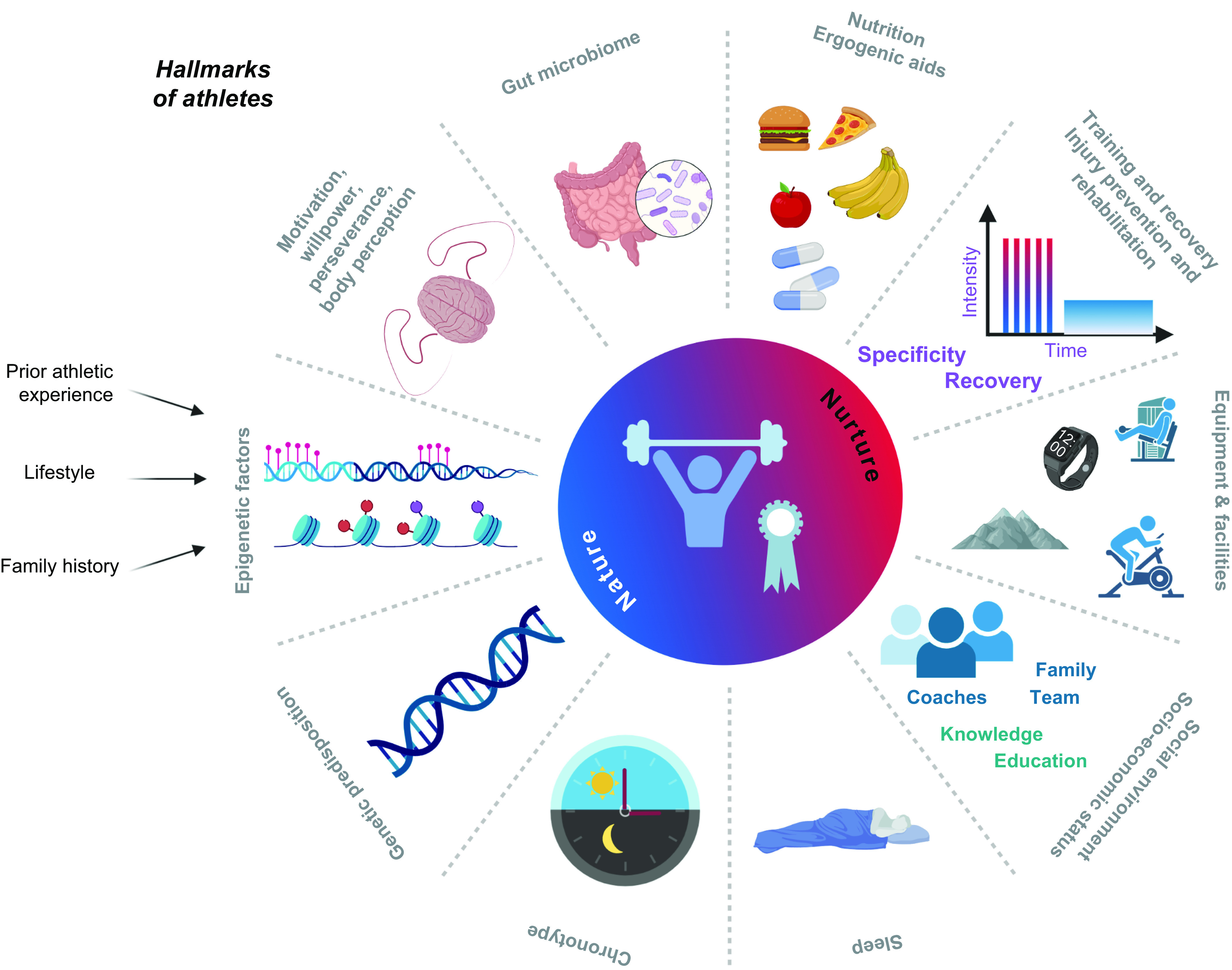 The molecular athlete: exercise physiology from mechanisms to medals.