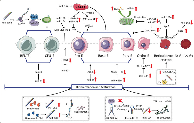 Post-transcriptional regulation of erythropoiesis.