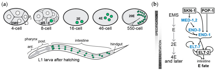 Evolutionary Change in Gut Specification in <i>Caenorhabditis</i> Centers on the GATA Factor ELT-3 in an Example of Developmental System Drift.