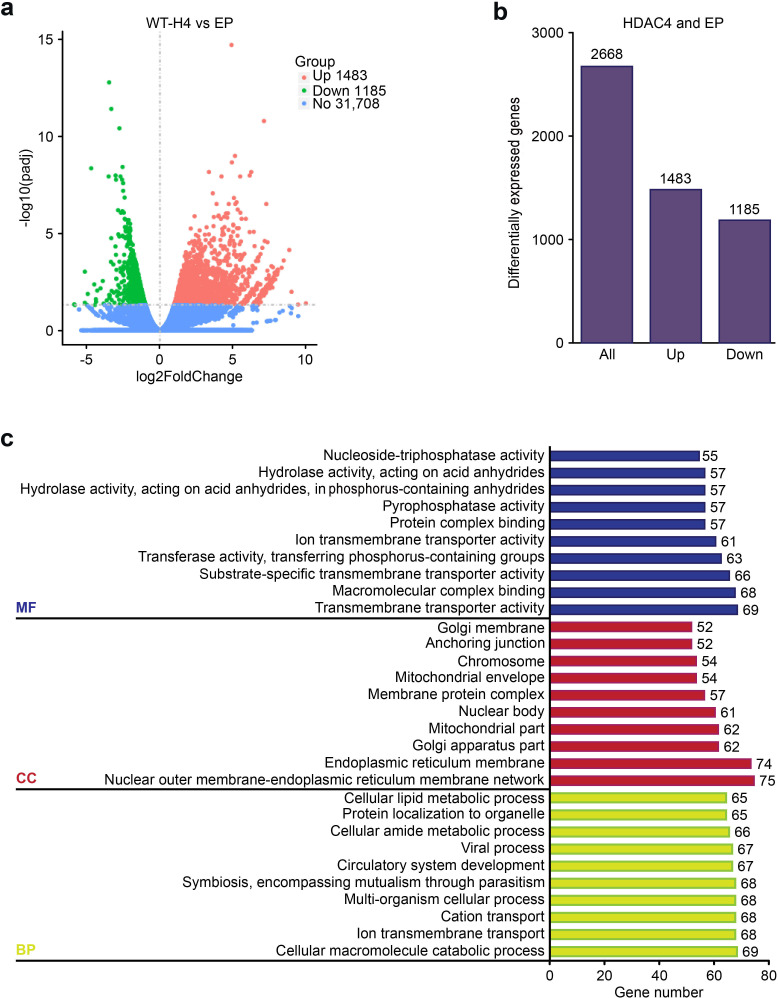 Upregulated ribosome pathway plays a key role in HDAC4, improving the survival rate and biofunction of chondrocytes.