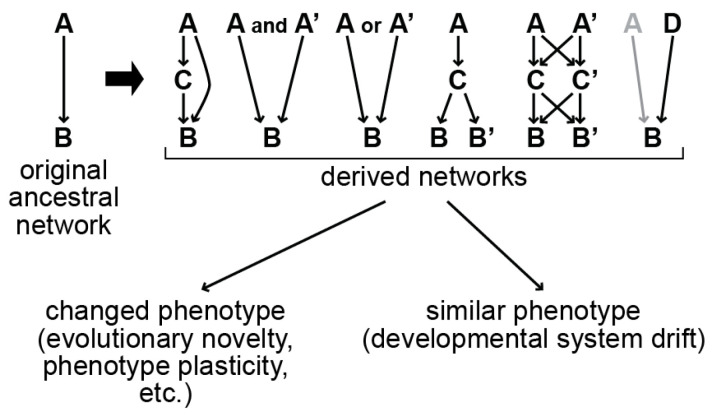 Evolutionary Change in Gut Specification in <i>Caenorhabditis</i> Centers on the GATA Factor ELT-3 in an Example of Developmental System Drift.